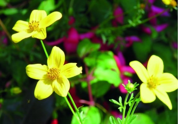 Flowers